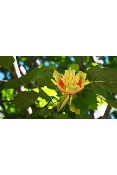 Тюльпановое дерево/Ліріодендрон Ауреамаргіната